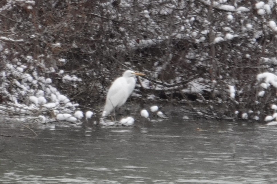 Koartza zuria - ML646700289