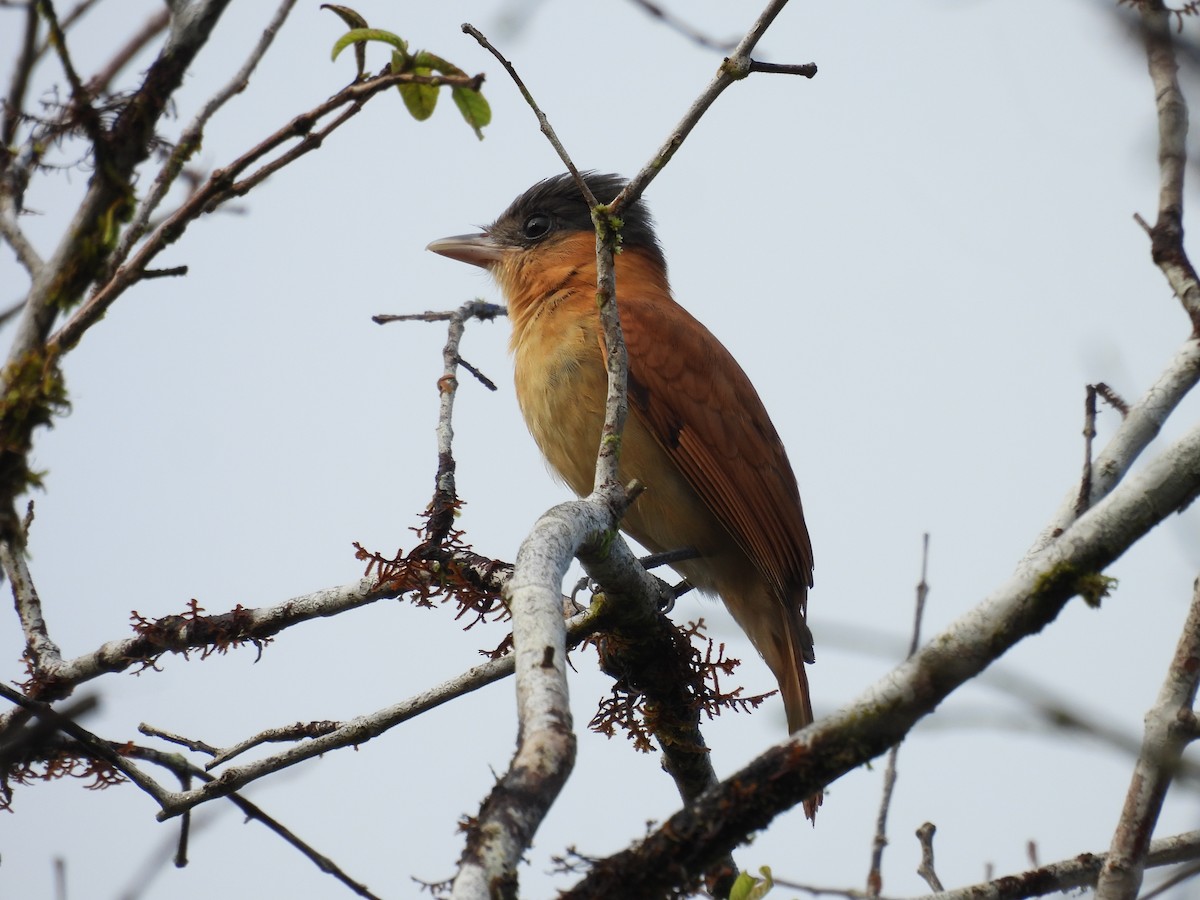 Rose-throated Becard - ML646700291