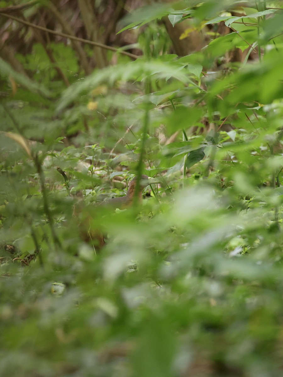 Isabelline Bush-hen - ML646700296