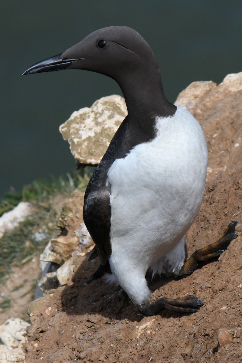 Common Murre - ML646700299