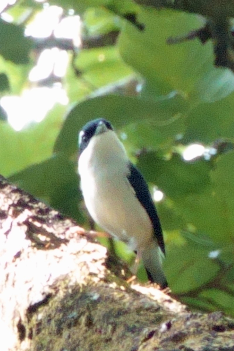 White-browed Shrike-Babbler - ML646700301