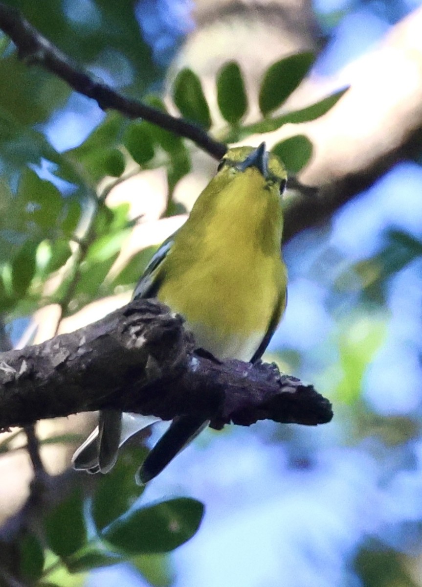 Sarı Gerdanlı Vireo - ML646700304