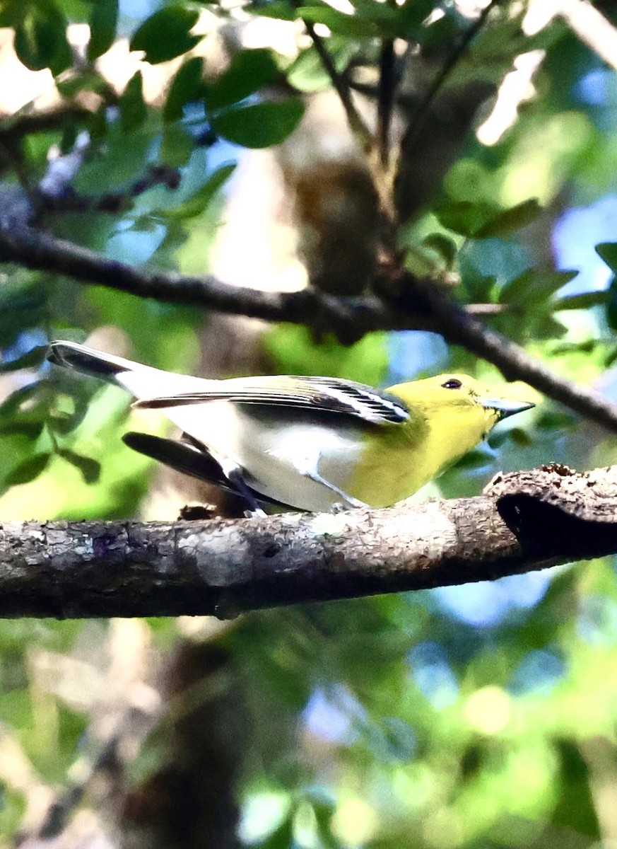 Sarı Gerdanlı Vireo - ML646700305