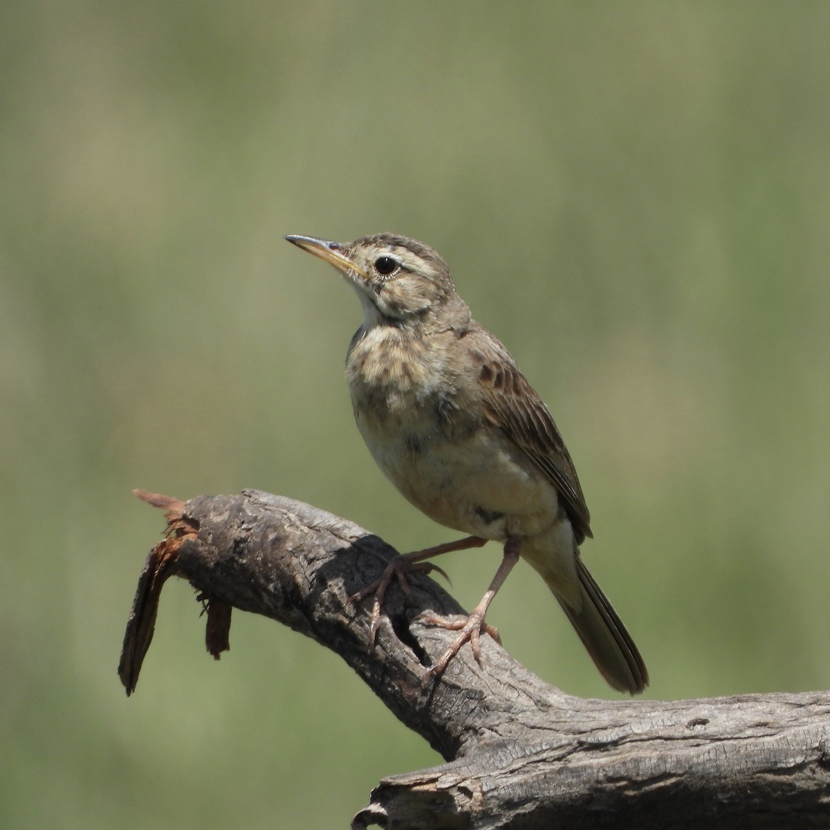 チャイロタヒバリ - ML646700307