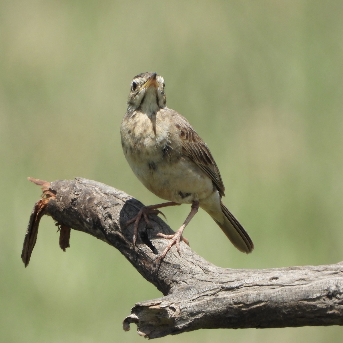 チャイロタヒバリ - ML646700308