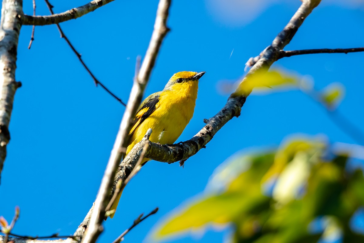 Scarlet Minivet - ML646700310