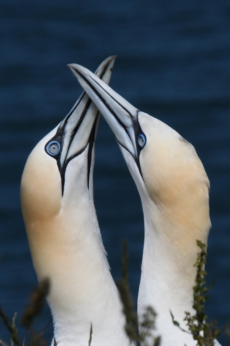 Northern Gannet - ML646700311