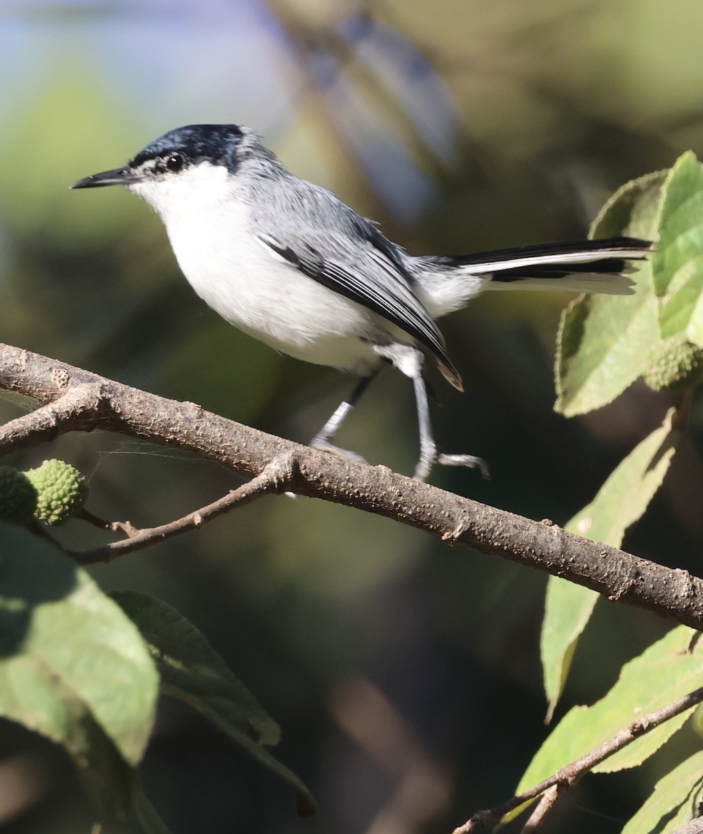 ホオジロズグロブユムシクイ - ML646700312