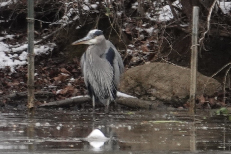 volavka velká - ML646700314