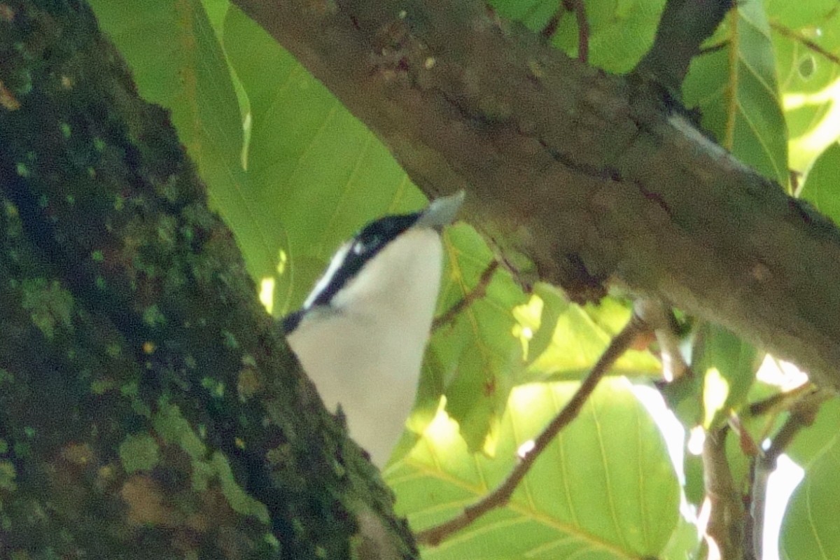 White-browed Shrike-Babbler - ML646700315