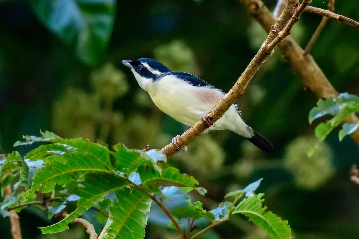 White-browed Shrike-Babbler - ML646700316