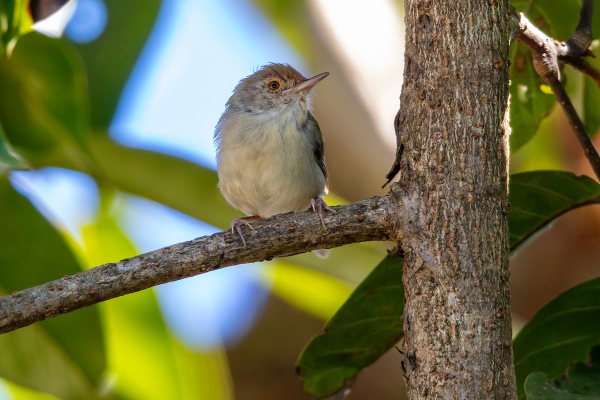 Common Tailorbird - ML646700319