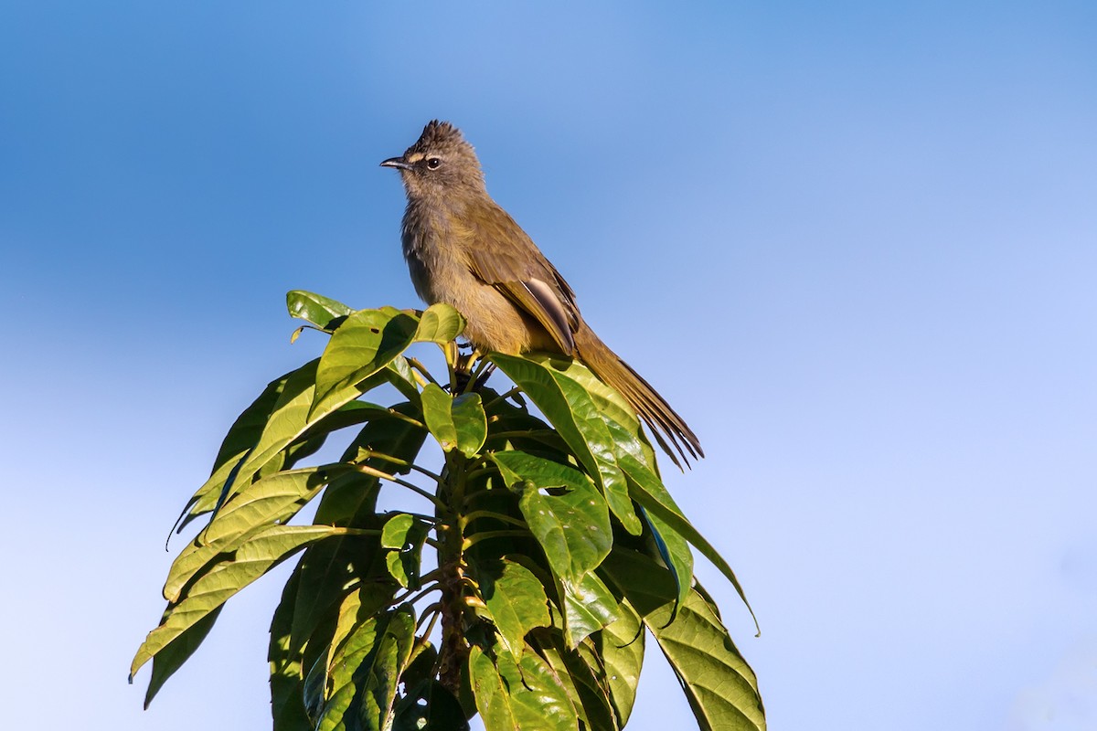 Ухаа бөлбөл - ML646700323