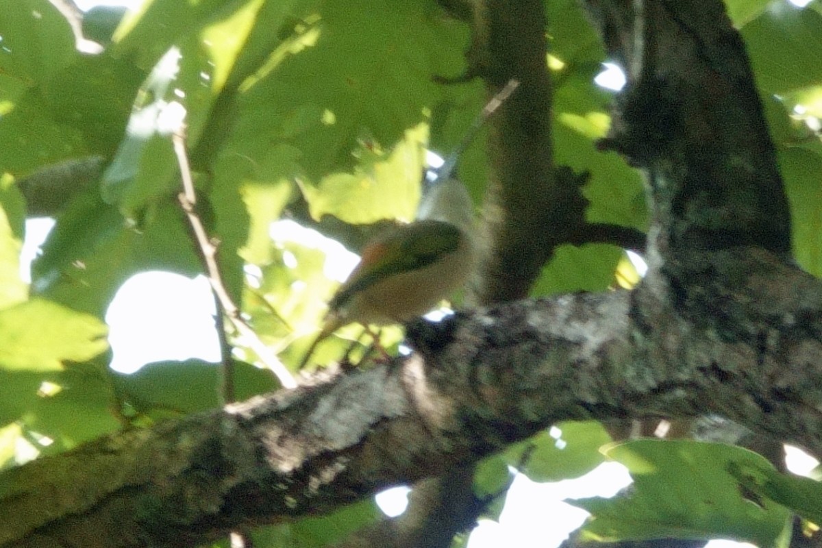 White-browed Shrike-Babbler - ML646700324