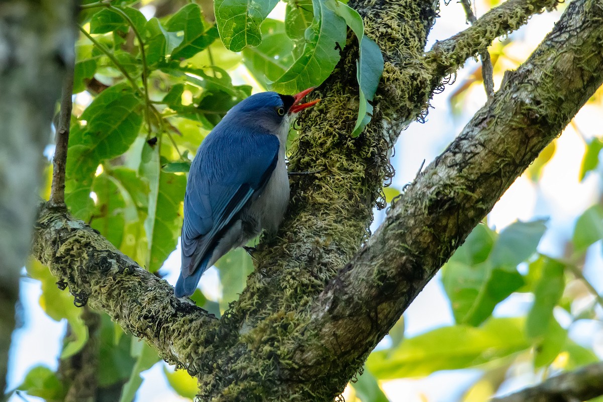 Velvet-fronted Nuthatch - ML646700326