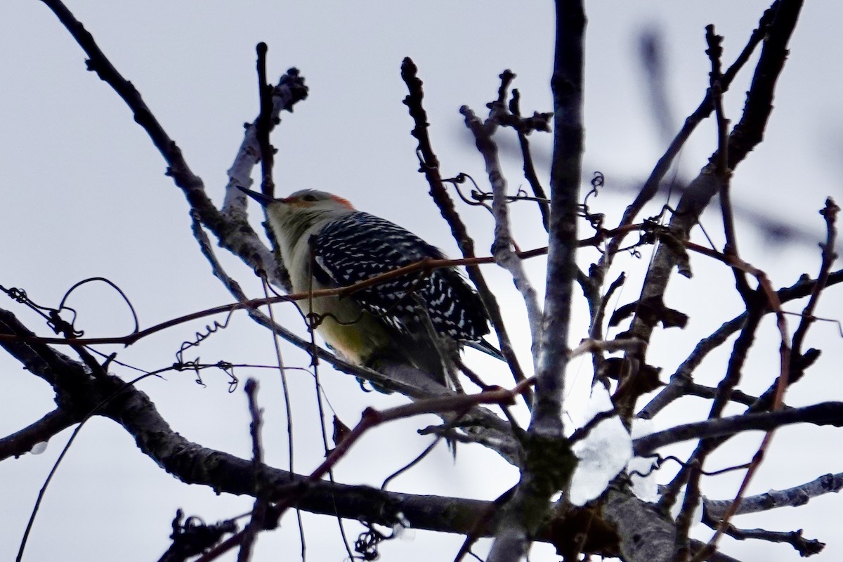 datel karolínský - ML646700331