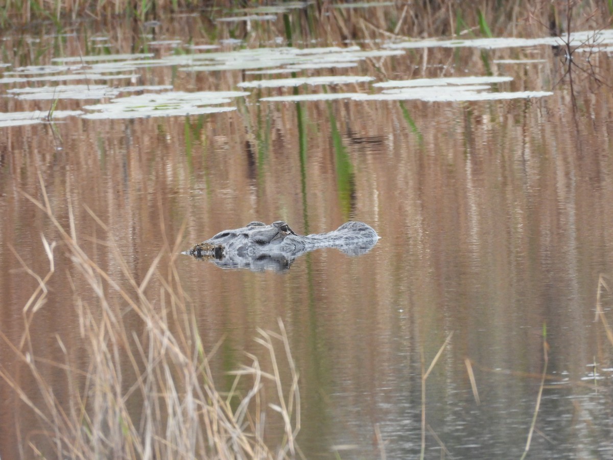 ミシシッピアリゲーター - ML646700332