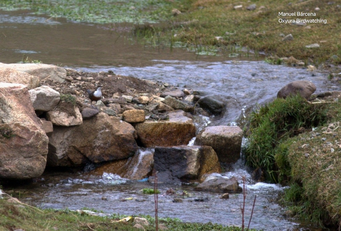 White-throated Dipper - ML646700334