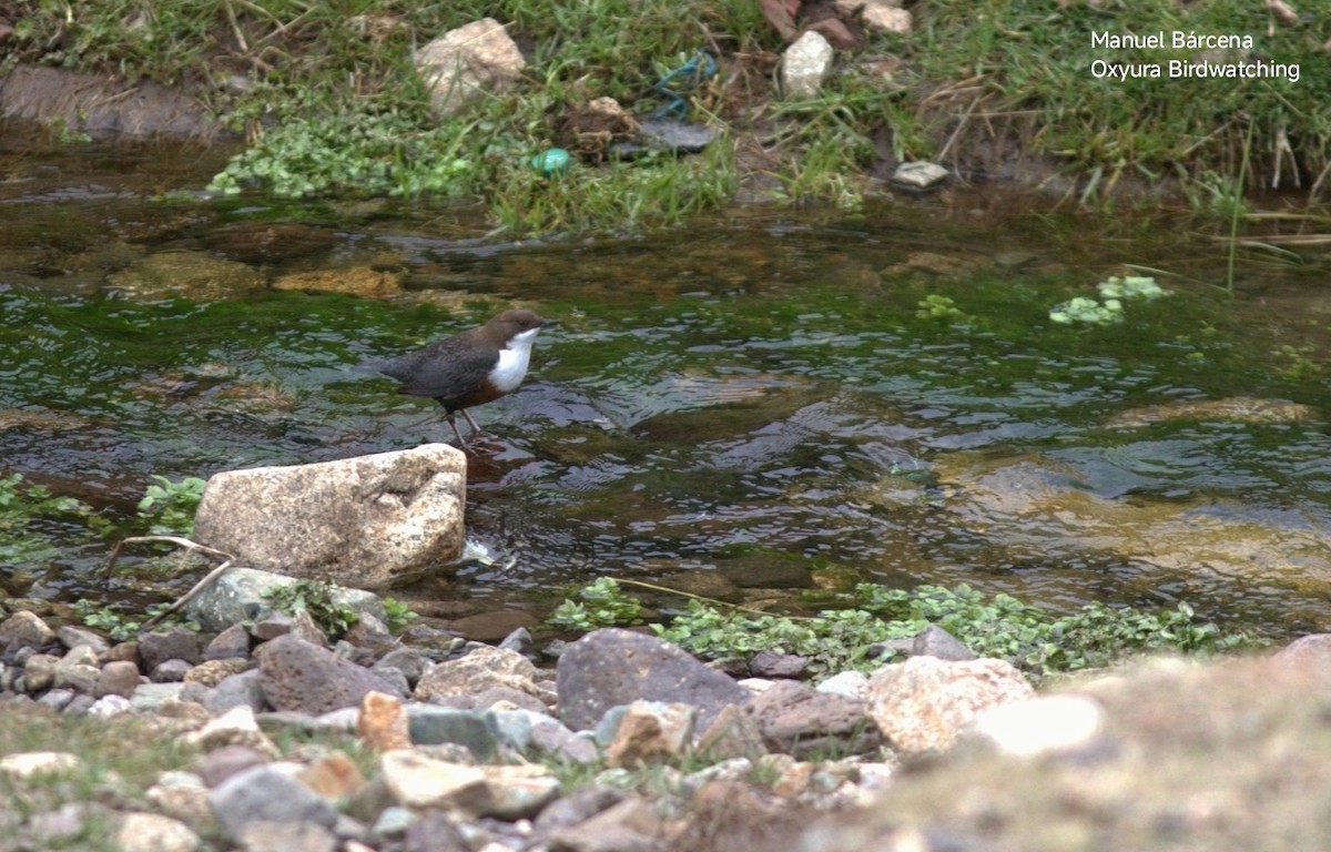 White-throated Dipper - ML646700335