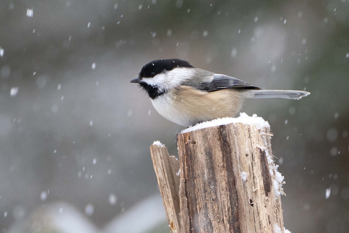 Черношапочная гаичка - ML646700341