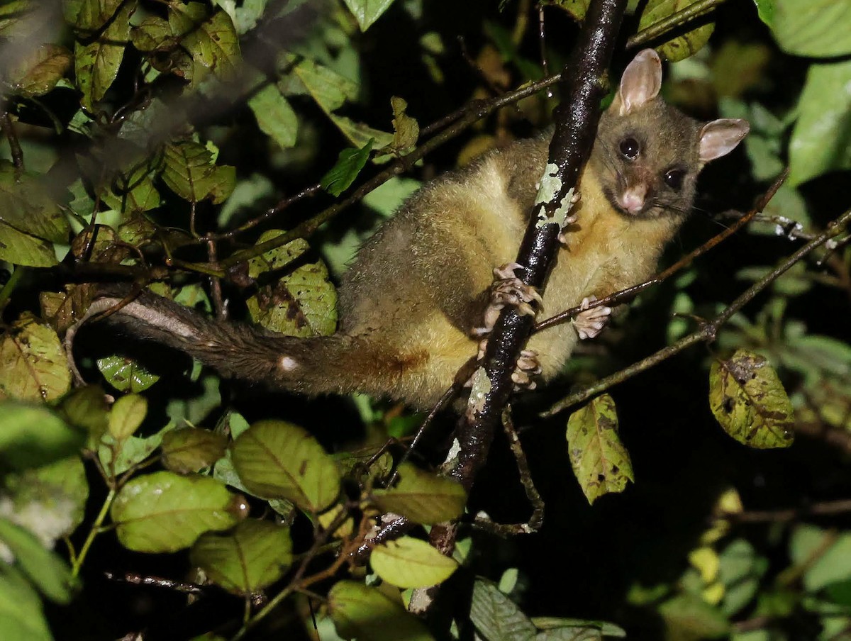 Common Ring-tailed Possum - ML646700342