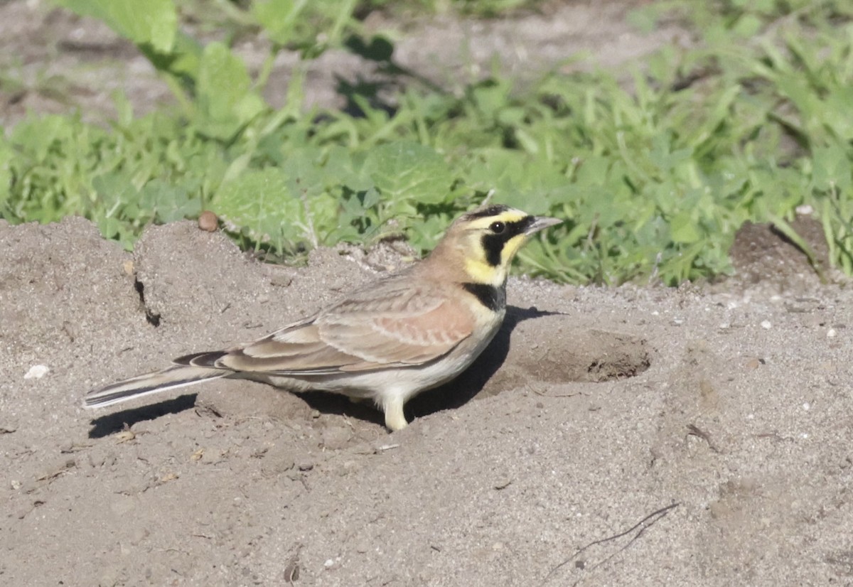 Эвэрт болжмор - ML646700347