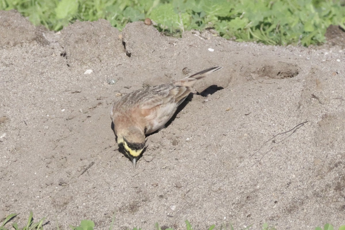 Эвэрт болжмор - ML646700348