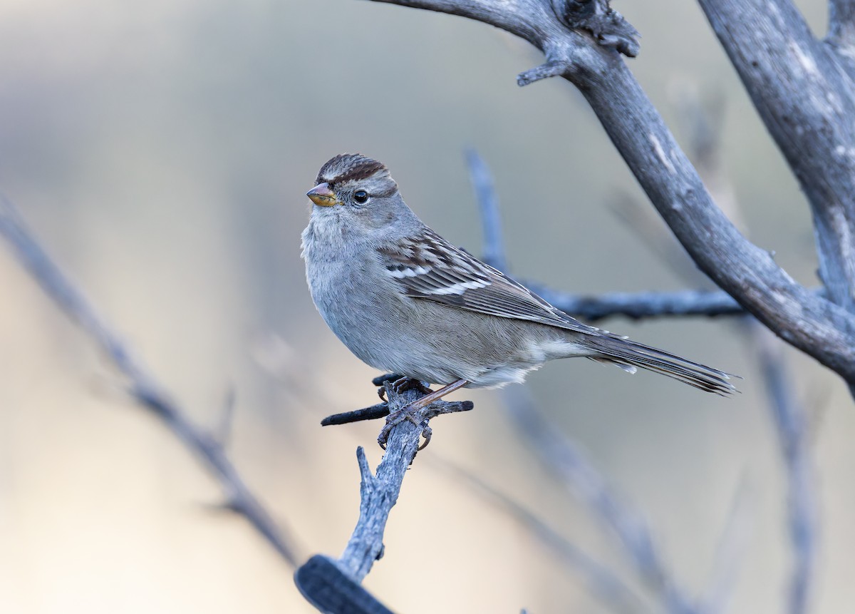 White-crowned Sparrow (Gambel's) - ML646700353
