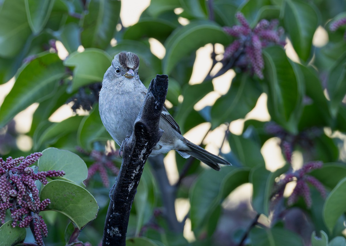 White-crowned Sparrow (Gambel's) - ML646700354