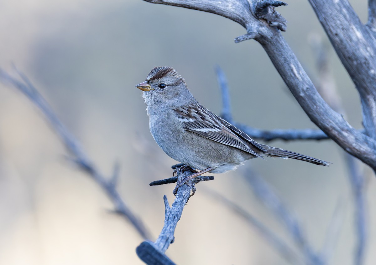 White-crowned Sparrow (Gambel's) - ML646700355