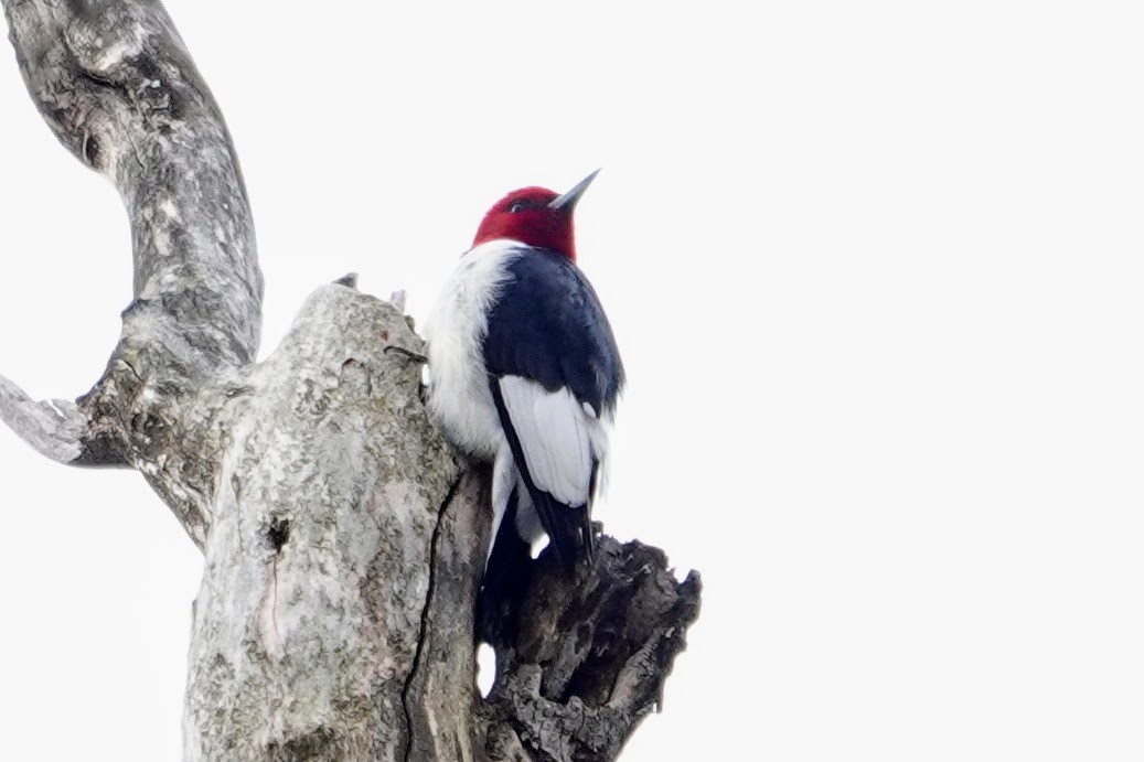 Red-headed Woodpecker - ML646700356