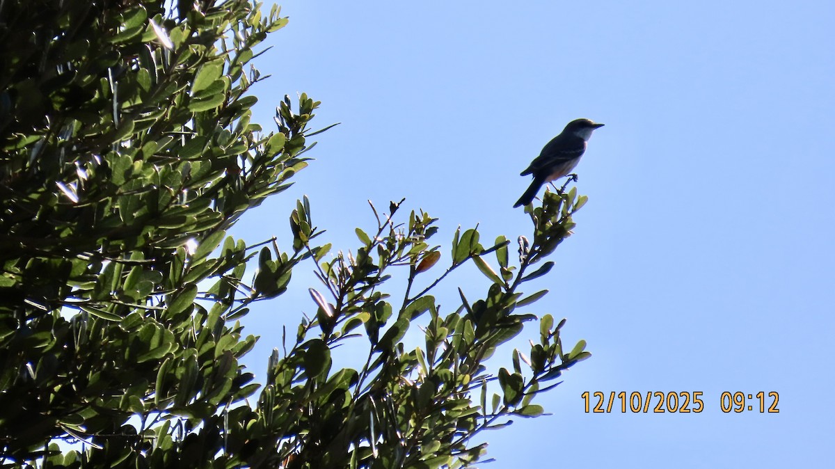 Vermilion Flycatcher - ML646700357