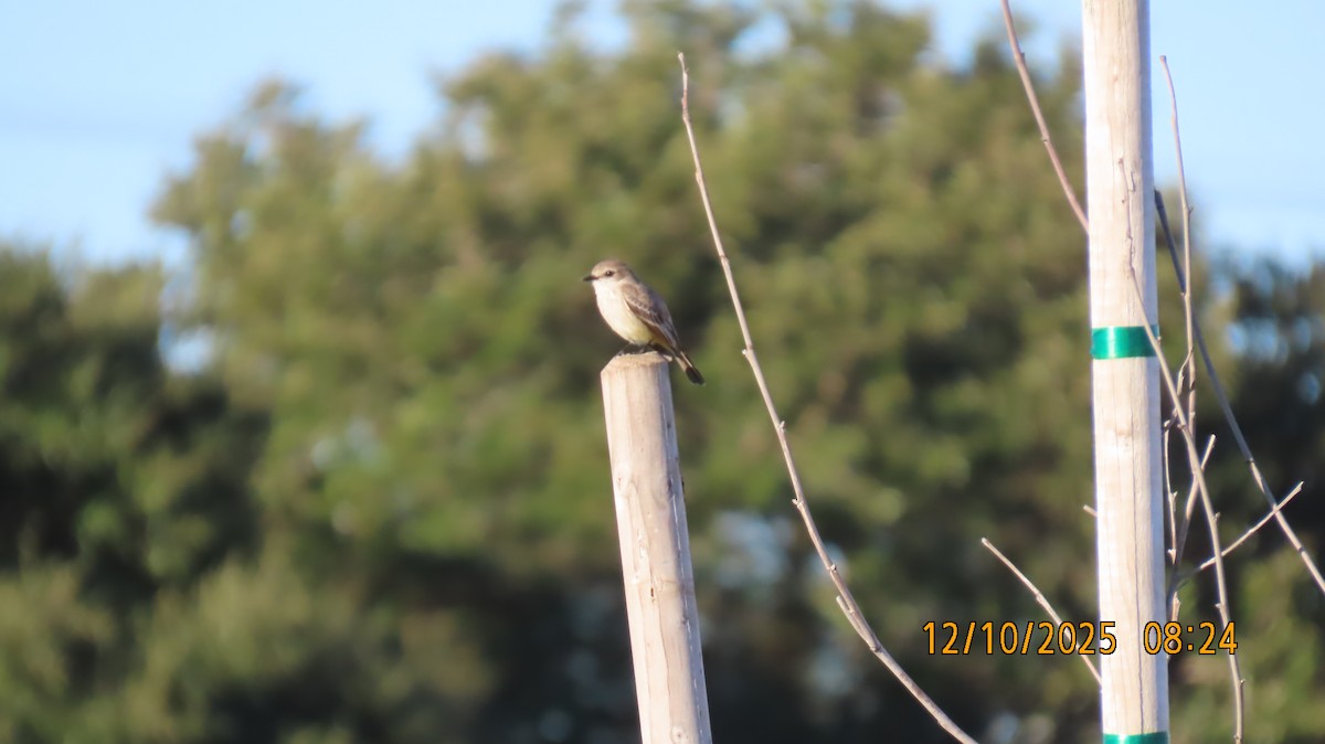 Vermilion Flycatcher - ML646700358