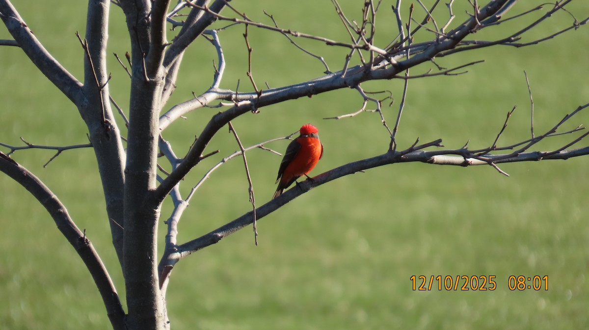 Vermilion Flycatcher - ML646700359