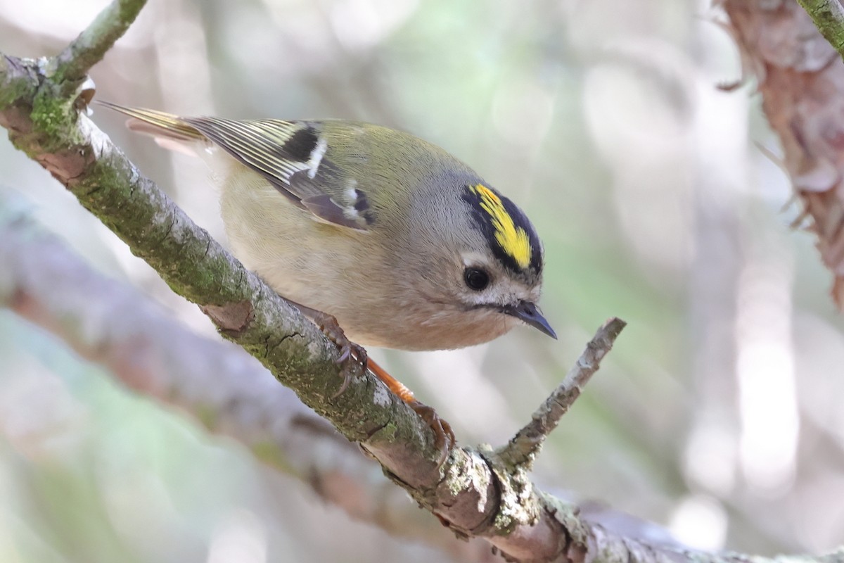 Goldcrest - ML646700360