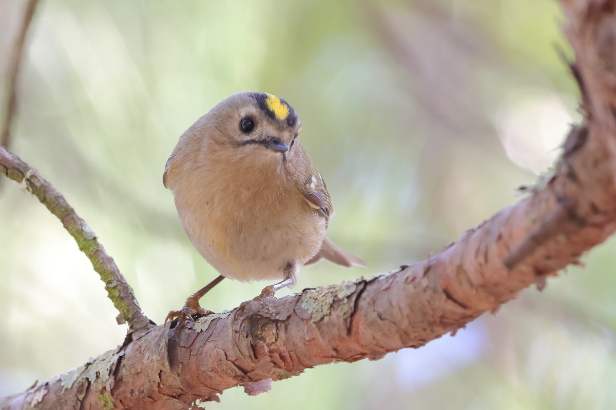 Goldcrest - ML646700361