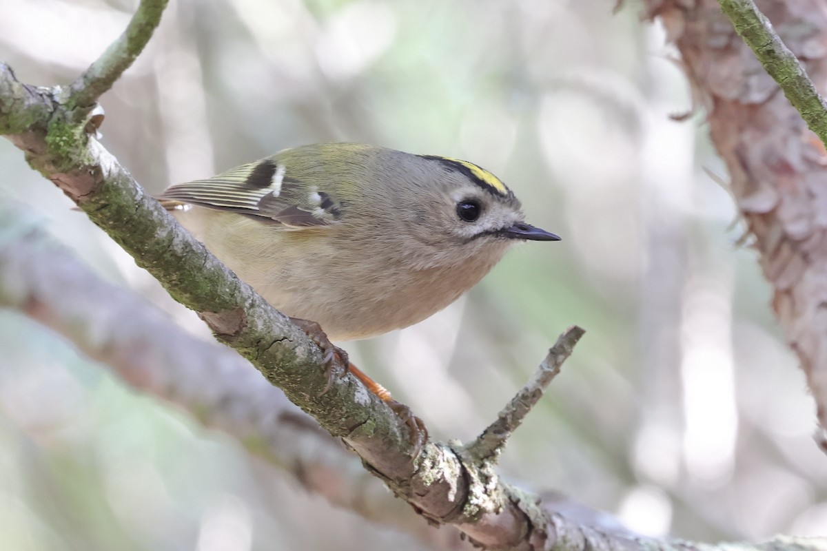 Goldcrest - ML646700362