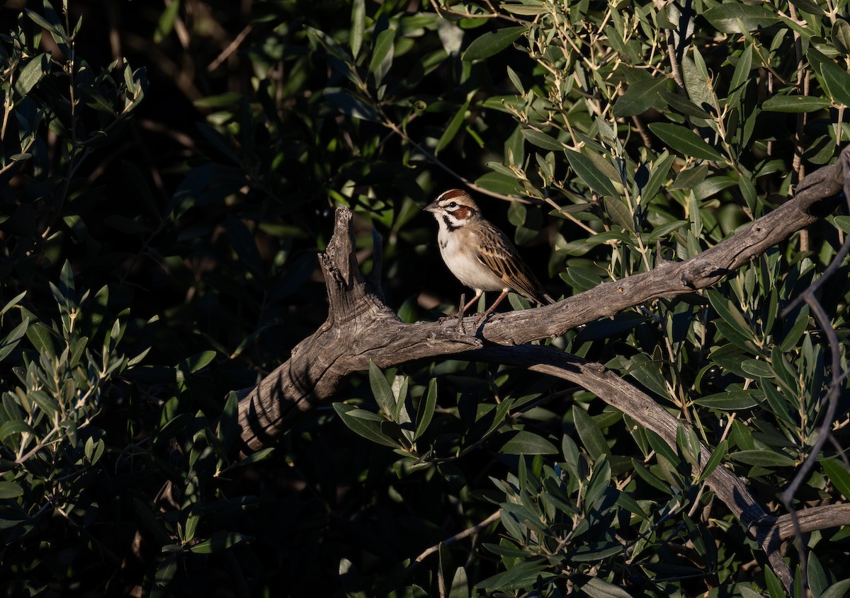 Lark Sparrow - ML646700363