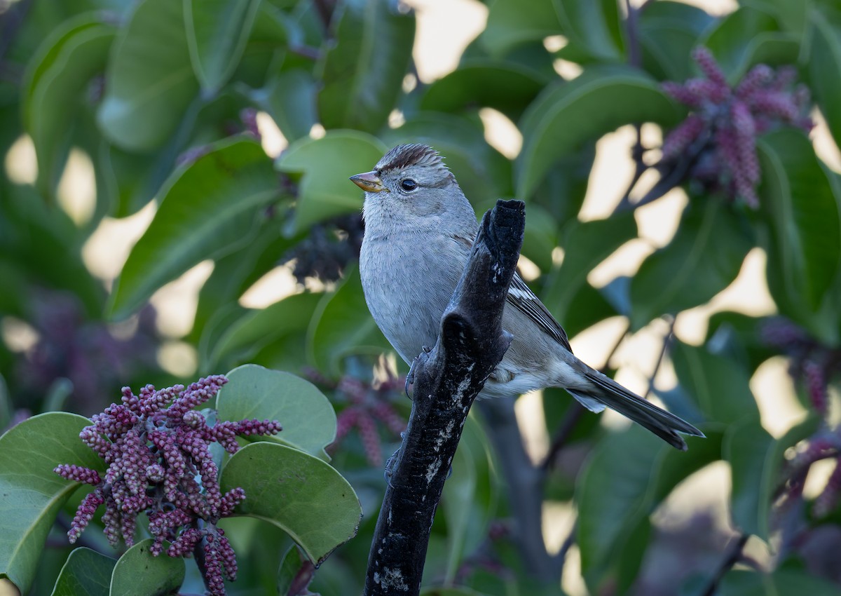 White-crowned Sparrow (Gambel's) - ML646700364