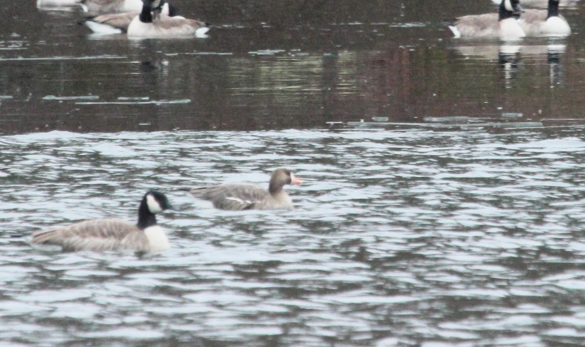 Greater White-fronted Goose - ML646700371