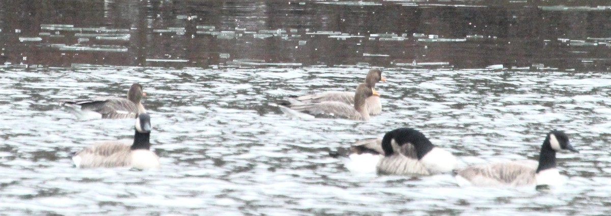Greater White-fronted Goose - ML646700372
