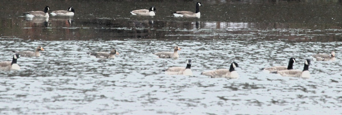Greater White-fronted Goose - ML646700373