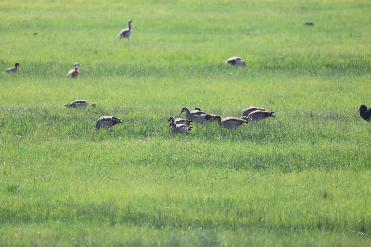 Nil Kazı - ML646700376