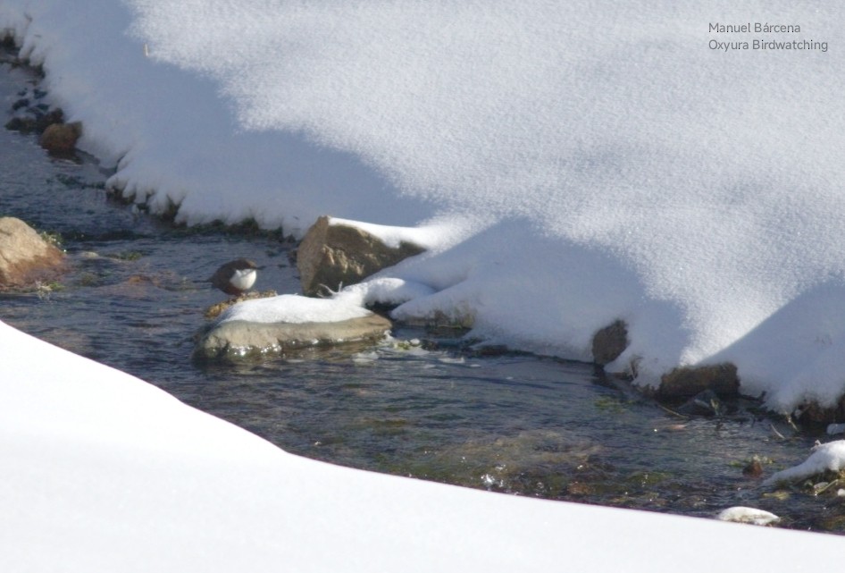 White-throated Dipper - ML646700378