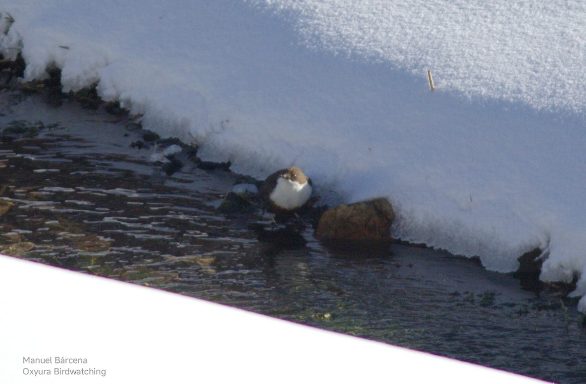 White-throated Dipper - ML646700379