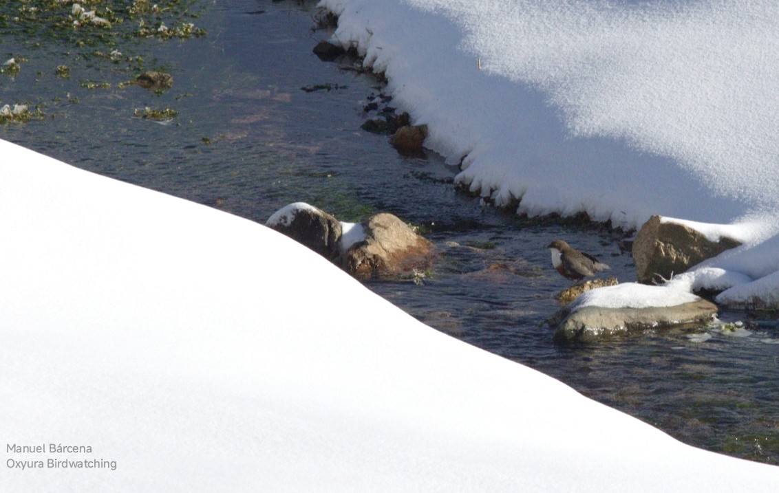 White-throated Dipper - ML646700380