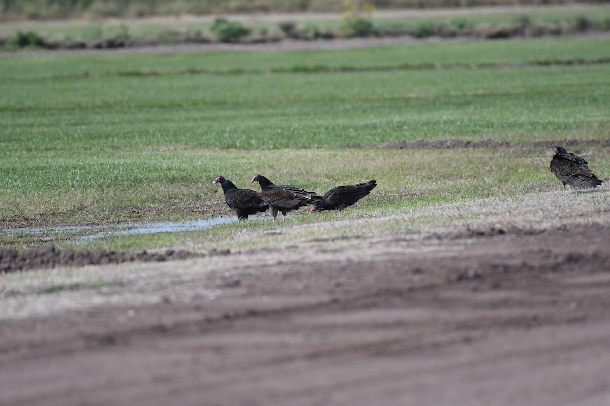Turkey Vulture - ML646700384