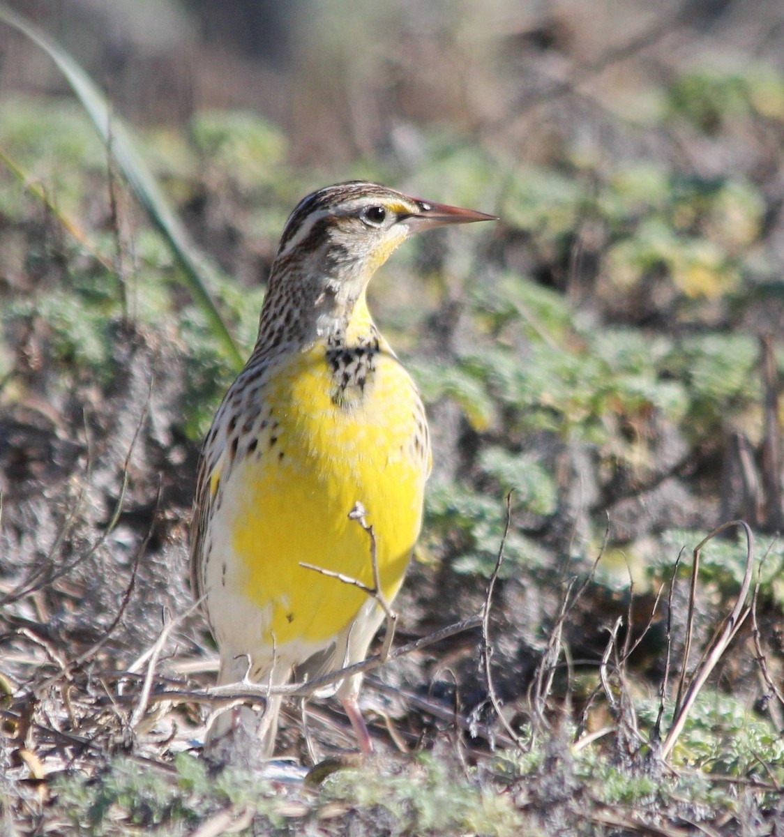 Western Meadowlark - ML646700388