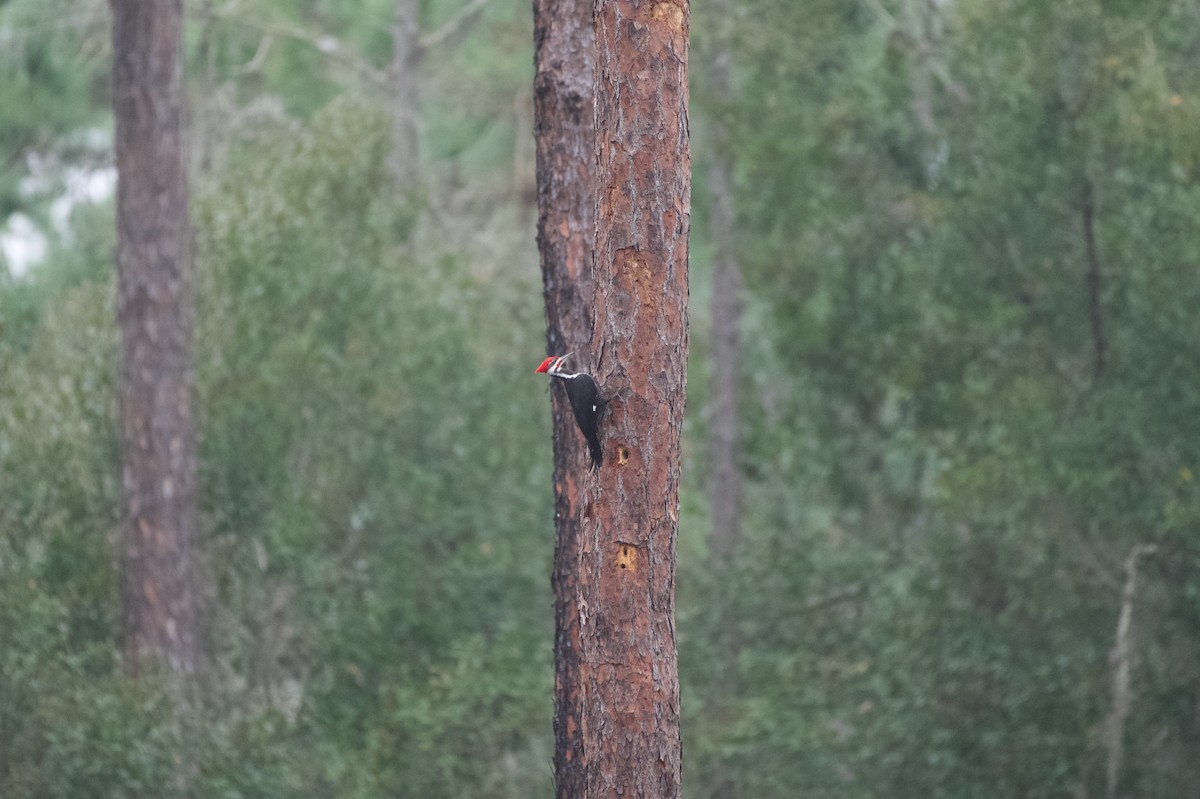 Pileated Woodpecker - ML646700389