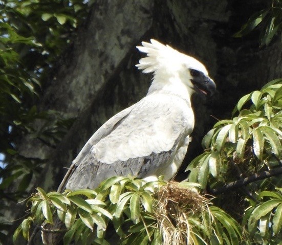 Harpi Kartalı - ML646700390